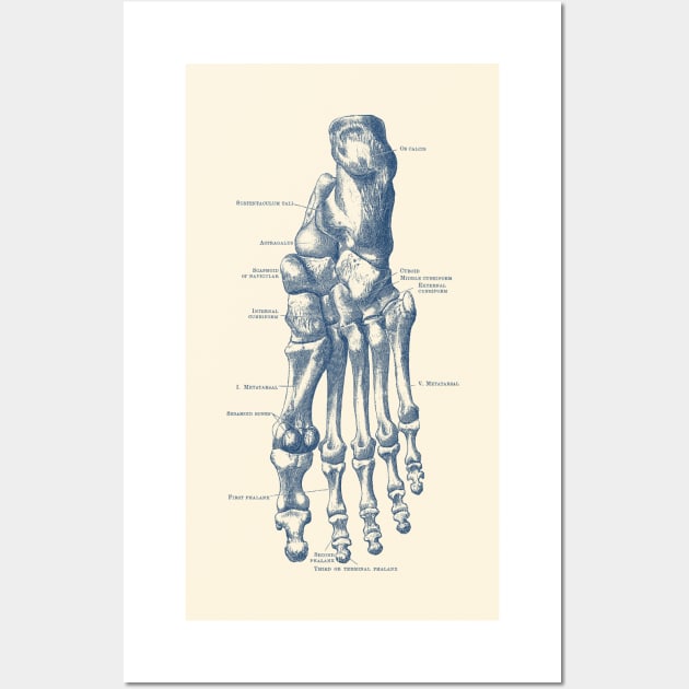 Left Foot Skeletal Diagram - Vintage Anatomy Poster Wall Art by Vintage Anatomy Prints